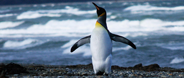 National Penguin Day : Discover the Enchanting World of Penguins