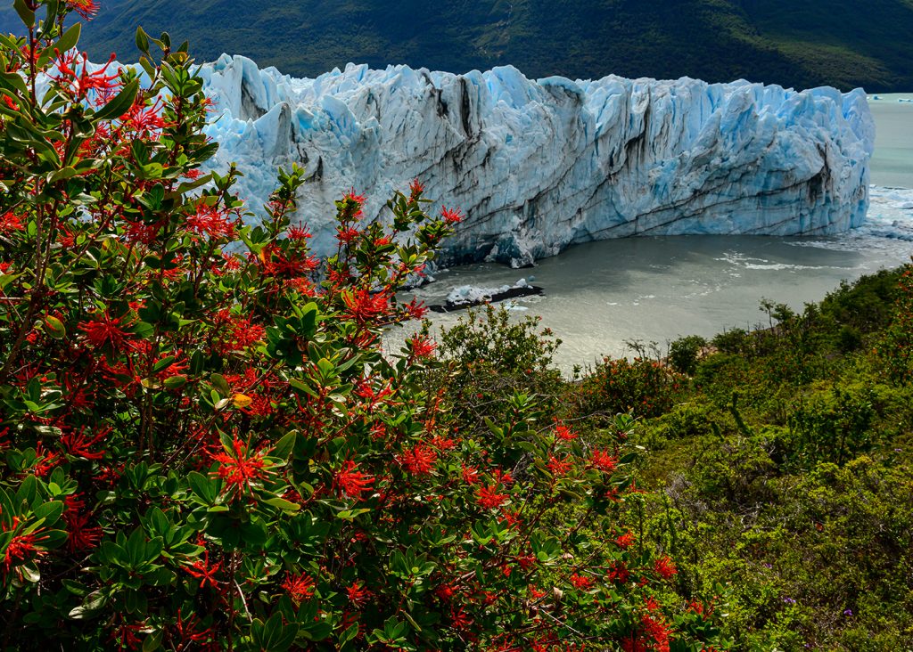 Notro or Fire bush (Embothrium coccineum) In front of the Perito Moreno Glacier
