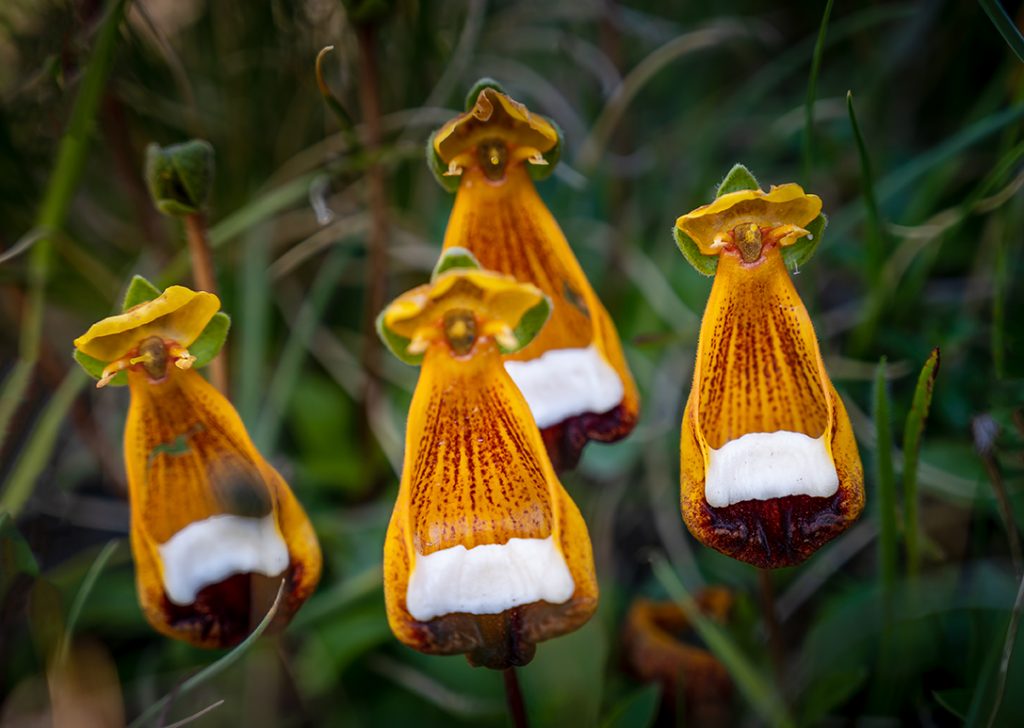 Zapatito de la reina ,Lady’s slipper, slipper flower, pocketbook flower (calceolaria biflora)